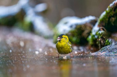 Bialowieza Ormanı, Polonya 'da Avrasyalı erkek (Spinus spinus). Seçici odak