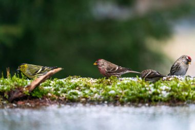 Polonya 'nın Bialowieza ormanındaki Avrasyalı erkek (Spinus spinus) ve Redpoll (Acanthis). Seçici odak