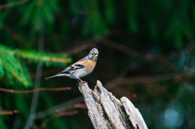 Brambling (Fringilla montifringilla) - seçici odaklanma