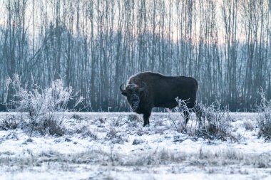 Avrupa bizonu (Bison bonasus) kışın şafak vakti Bialowieza ormanında, Polonya