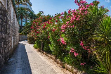 Lopud - Dubrovnik yakınlarındaki Elaphiti Adalarından biri. Hırvatistan 'da yaz