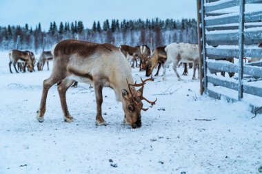 Laponya 'da karda ren geyiği