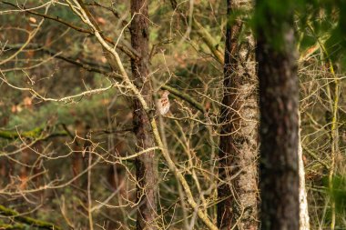 Polonya 'nın Bialowieza ormanındaki Hazel Grouse (Bonasa bonasia). Seçici odak