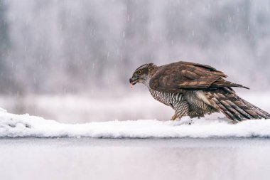 Polonya 'nın Bialowieza ormanında Avrasya Şahini (Accipiter gentilis). Seçici odak