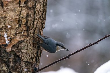 Eurasian nuthatch (Sitta europaea) in winter Bialowieza forest, Poland. Selective focus clipart