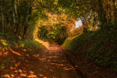 Sonbaharda Halnaker Ağaç Tüneli, Batı Sussex, İngiltere