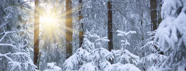 Sonnenuntergang Wald Zwischen Den Bäumen Strapaziert Winter — Stockfoto