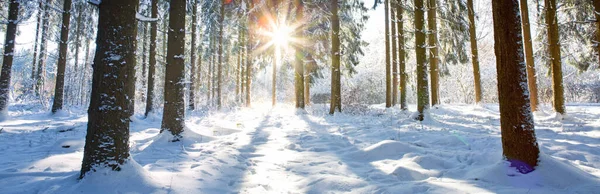 Zonsondergang Het Bos Tussen Bomen Winterperiode — Stockfoto