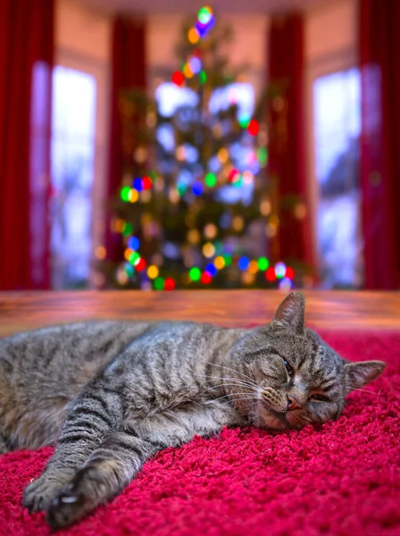 クリスマスシーズン中に居心地の良いお祝いのインテリアで灰色の猫 — ストック写真