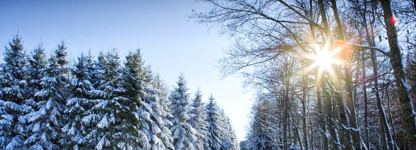 Pôr Sol Madeira Entre Árvores Estirpes Período Inverno — Fotografia de Stock