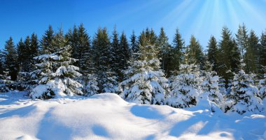 Ağaçların arasında günbatımı kış döneminde süzülür.