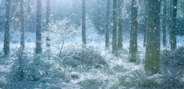 Solnedgång Skogen Mellan Träden Stammar Vinterperioden — Stockfoto