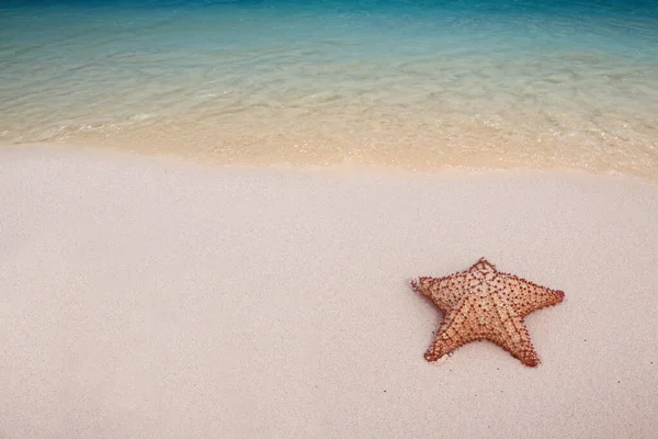 Dominik Cumhuriyeti Nin Beyaz Kumlu Sahilinde Denizyıldızı Metnin Için Boşluk — Stok fotoğraf