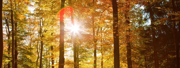 Sluneční Paprsky Skrze Lesy Lesní Krajině — Stock fotografie
