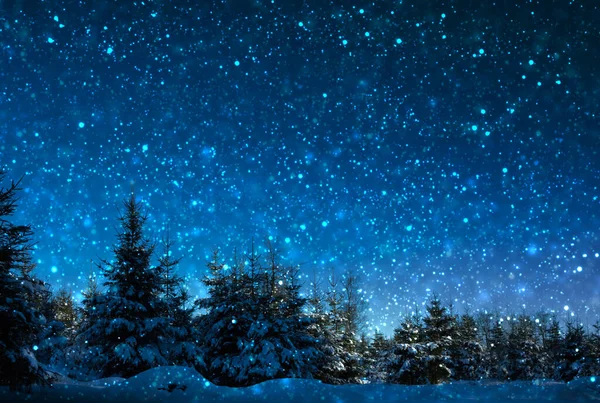 Pinhais Cobertos Neve Noite Gelada — Fotografia de Stock