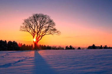 Ağaçlarla kaplı kış manzarası ve gün batımı.