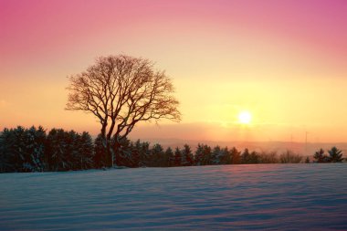 Ağaçlarla kaplı kış manzarası ve gün batımı.