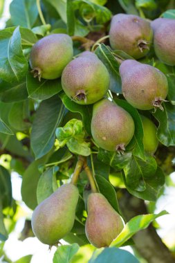 Ağaçtaki armutlar. Yaz arkaplanı