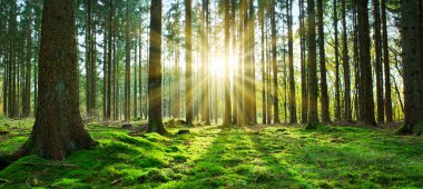 Beautiful forest background with sun rays.