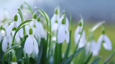 Güneşli bahar bahçesinde, güneş ışınları altında, arka planda kar damlaları.
