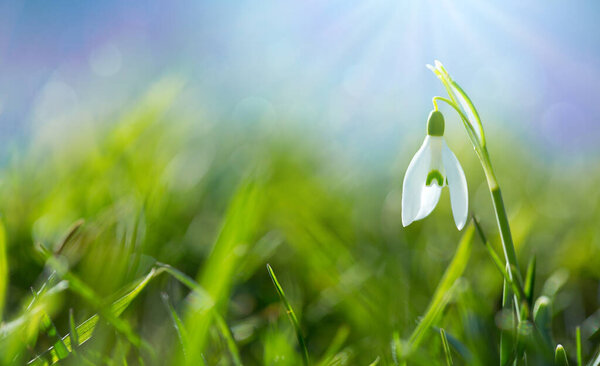 Белые подснежники цветы в солнечном саду. Пасхальный фон.