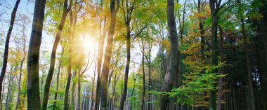 Beautiful forest background with sun rays.