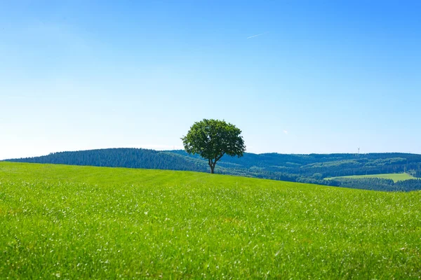 Lonely Green Old Tree Summer Field — Stok fotoğraf