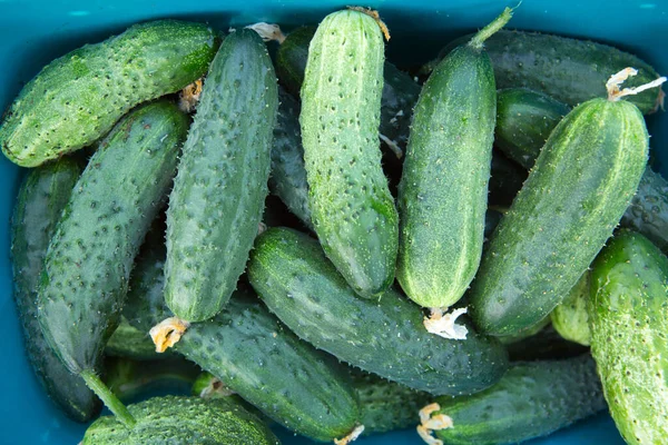 Fresh cucumbers background .Macro Photo food cucumbers.