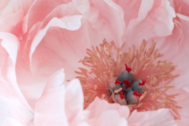 bir Şakayık Çiçeği vurgulanan stamens ile yakın çekim