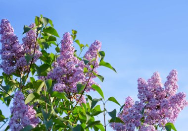 Lilac branches on a background of blue sky. Flowering bush.