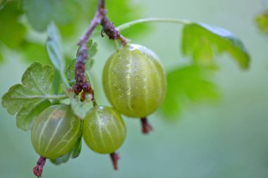 Fresh green gooseberries close up in organic garden.