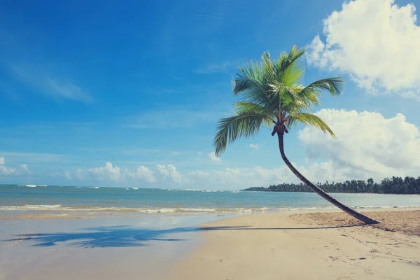 美丽的热带海滩 有棕榈树和白沙 — 图库照片