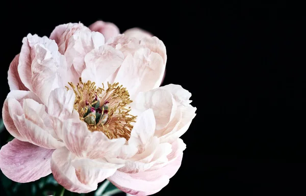 Bir Şakayık Çiçeği Vurgulanan Stamens Ile Yakın Çekim — Stok fotoğraf