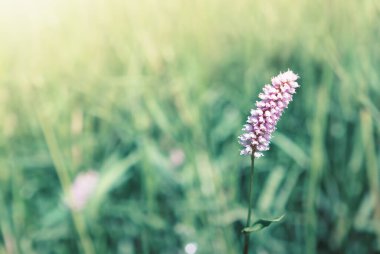 Wild flower in nature close-up isolated on green background.