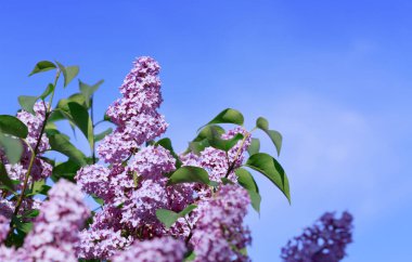 Lilac branches on a background of blue sky. Flowering bush.