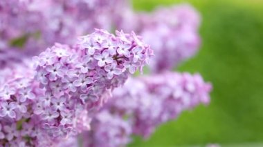 Çiçek açan leylağın bahar dalı izole edilmiş..