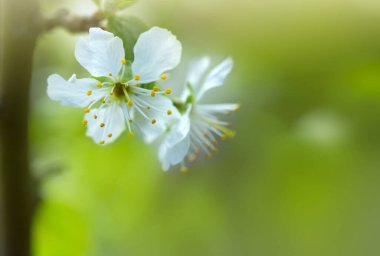 Çiçekli armudun kapatılması bulanık arkaplanda izole edildi.