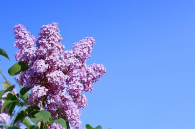 Lilac branches on a background of blue sky. Flowering bush.