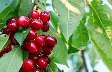 Branch of ripe cherries on a tree in summer garden