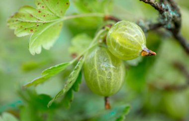 Fresh green gooseberries close up in organic garden.