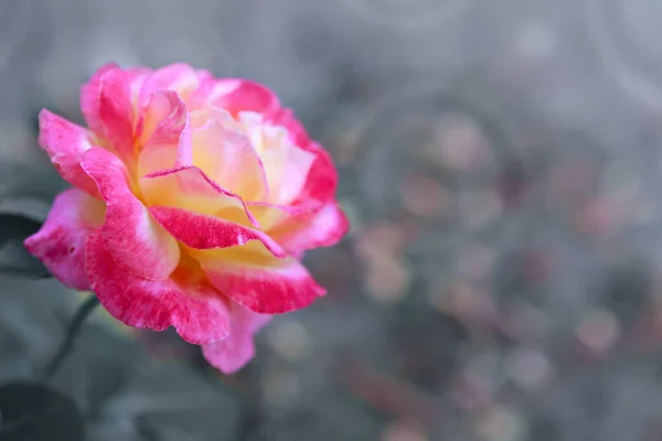 Rosa Amarelo Rosa Com Gotas Água Rosa Híbrida Multicolorida Amarela — Fotografia de Stock