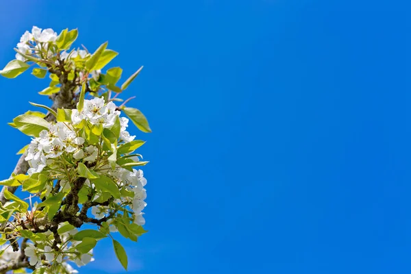 Detailní Záběr Kvetoucí Třešně Izolované Rozmazaném Pozadí — Stock fotografie