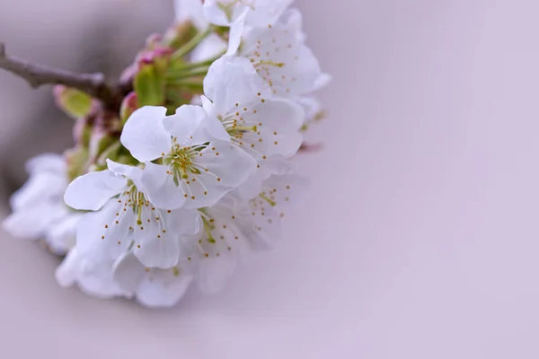 Close up of Flowering cherry isolated on blur background.