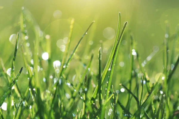 Yeşil çimen ve gün ışığında bokeh ile soyut doğal arkaplan.