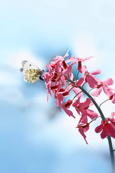 Hermosa Mariposa Alimentándose Una Flor Púrpura Cerca — Foto de Stock