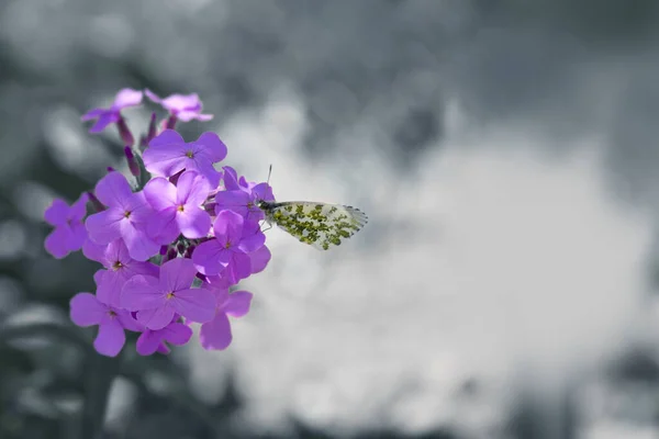 Hermosa Mariposa Alimentándose Una Flor Púrpura Cerca — Foto de Stock