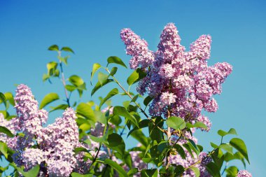 Lilac branches on a background of blue sky. Flowering bush.