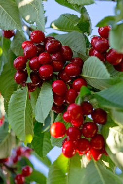 Branch of ripe cherries on a tree in summer garden