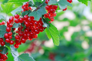 Bahçede yetişen taze organik kuşüzümü çalısı..