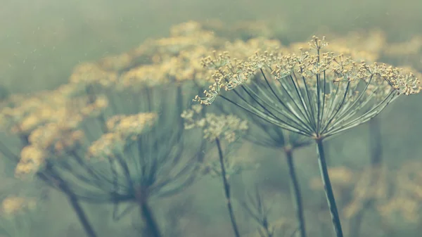 Parfémní Zahradní Květenství Semeny Měkké Zaměření — Stock fotografie